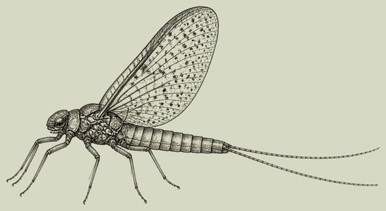 callibaetis pen-and-ink drawing