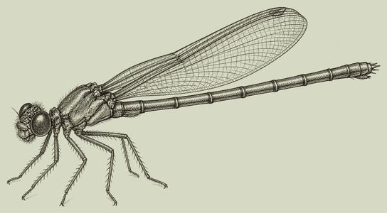 damselfly pen-and-ink drawing