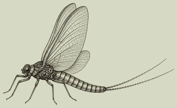 mayfly adult pen-and-ink drawing