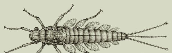 mayfly nymph pen-and-ink drawing