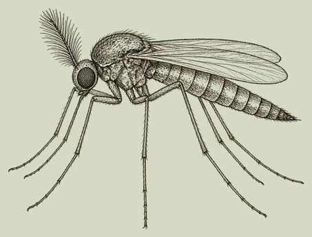 midge adult pen-and-ink drawing