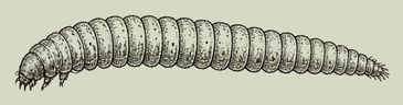 midge larva pen-and-ink drawing