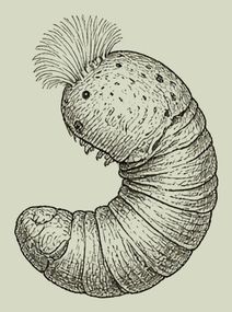 midge pupa pen-and-ink drawing
