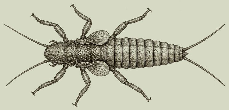 stonefly nymph pen-and-ink drawing