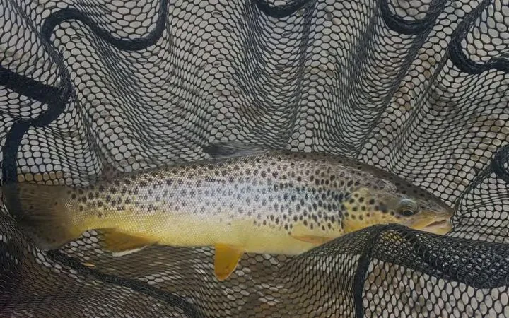 A brown trout in the net