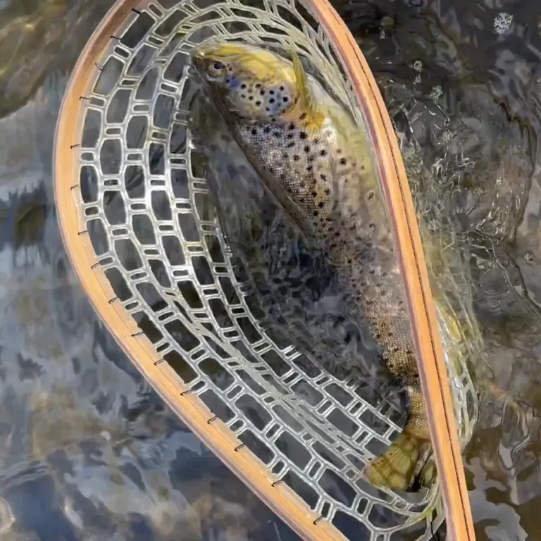 A brown trout in the net