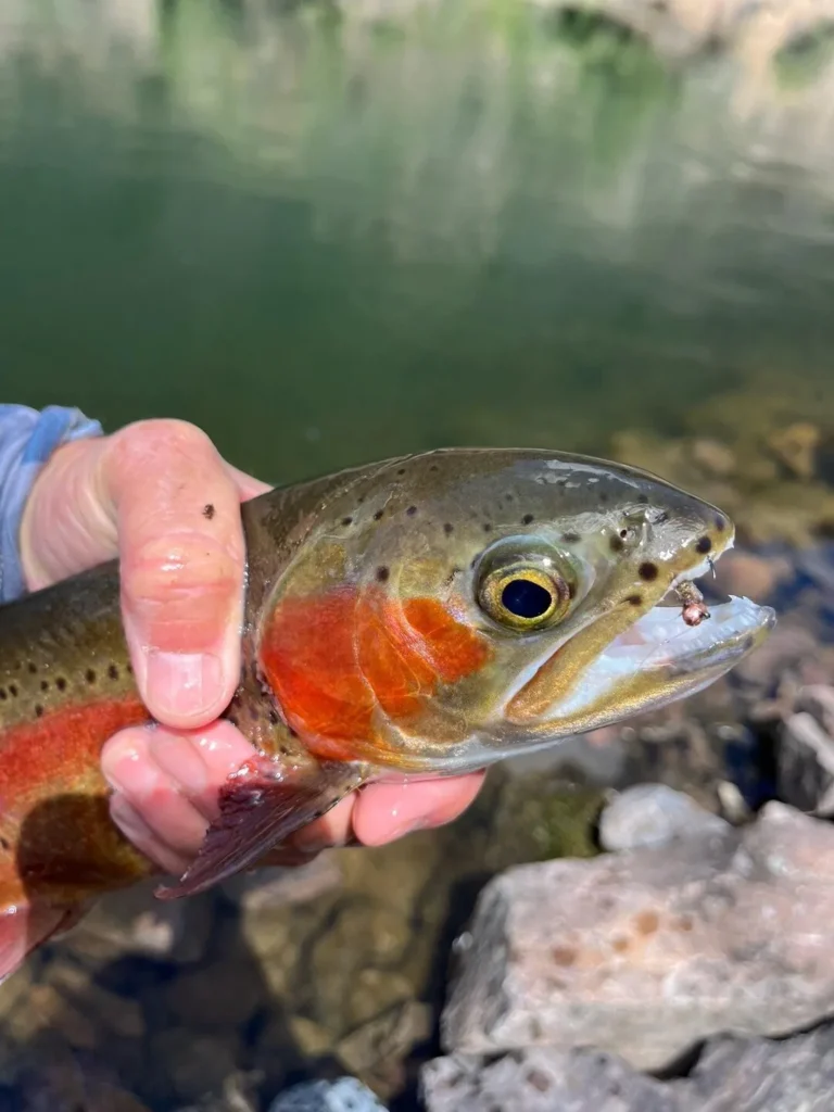 A Hofer x Gunnison rainbow trout with a Real McCoy nymph in its lip, held over the water