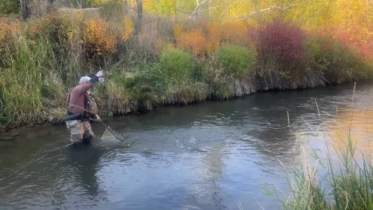 An angler wading a mountain stream lined with fall color