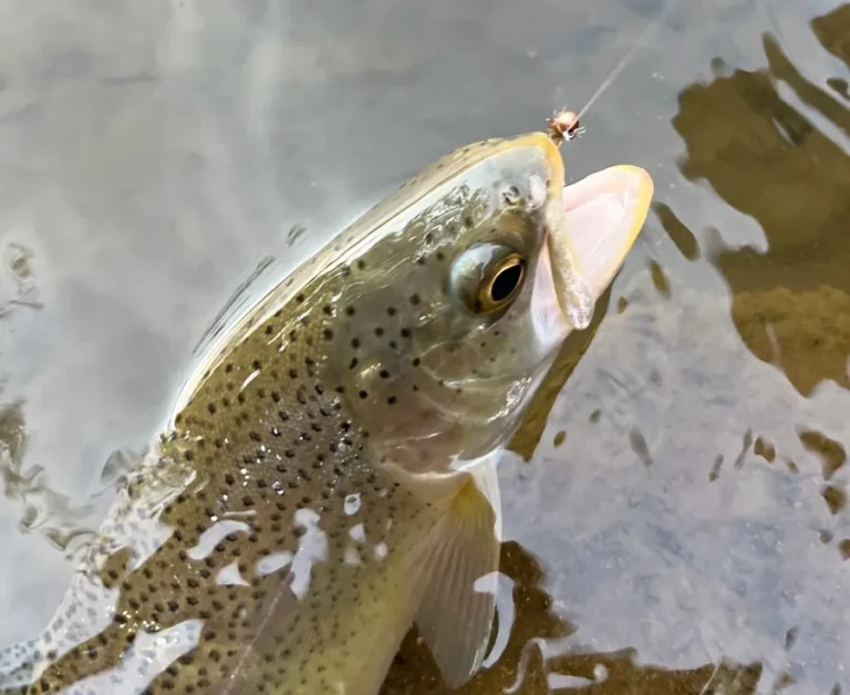 A brown trout with a fly in its mouth at the surface