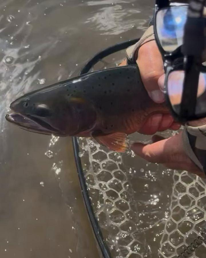 A cutthroat trout held above a landing net in the water