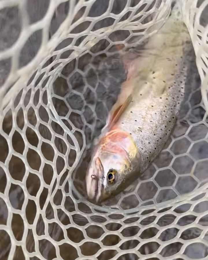 A cutthroat trout in a rubber landing net