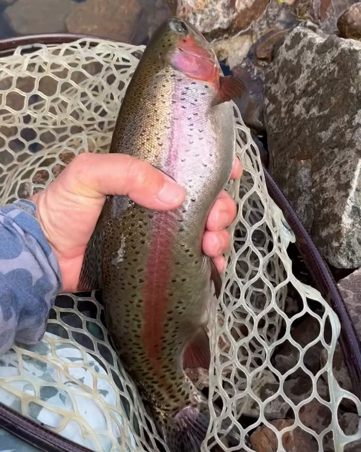 A rainbow trout held over a landing net