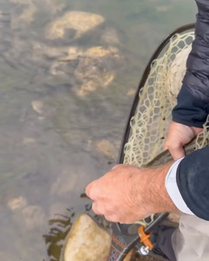 Hands easing a landing net into clear water to release a trout